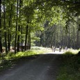 Fahrradfahrer in der Dippoldiswalder/Dippser Heide nahe der Stuhlbauerstadt Rabenau, dem Weißeritztal mit Rabenauer Grund Erholung Landidylle Wandern Kurzurlaub im Weißeritztal Stuhlbau Handwerk