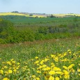 Blick über Löwenzahnwiesen auf den Lerchenberg bei Oelsa einem Ortsteil der Stuhlbauerstadt Rabenau nahe der Dippoldiswalder/Dippser Heide, dem Weißeritztal mit Rabenauer Grund und Weißeritztalbahn Erholung Landidylle Wandern Kurzurlaub im Weißeritztal Stuhlbau Handwerk