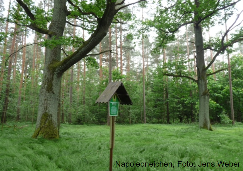 Die Napoleoneichen in der Zipfelheide, einem Teil der Dippoldiswalder Heide bei der Stuhlbauerstadt Rabenau.