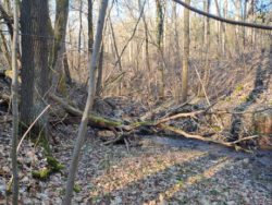 Flussholz ist ein wertvoller Lebensraum und darf in der freien Landschaft im Gewässer bleiben.